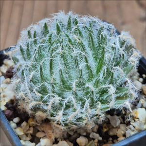 VVG37781 Haworthia odetteae IB11864 -De Rust 10 km Jansenville-