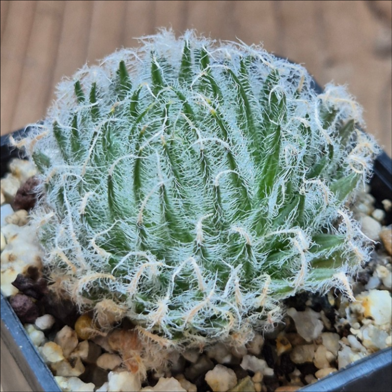 VVG37781 Haworthia odetteae IB11864 -De Rust 10 km Jansenville-