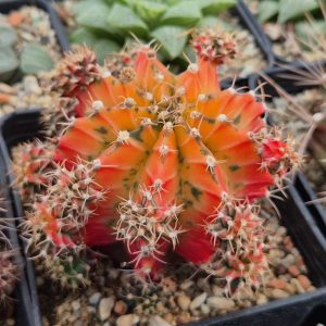 VVG37790 Gymnocalycium mihanovichii f.variegata VVG17 cutting