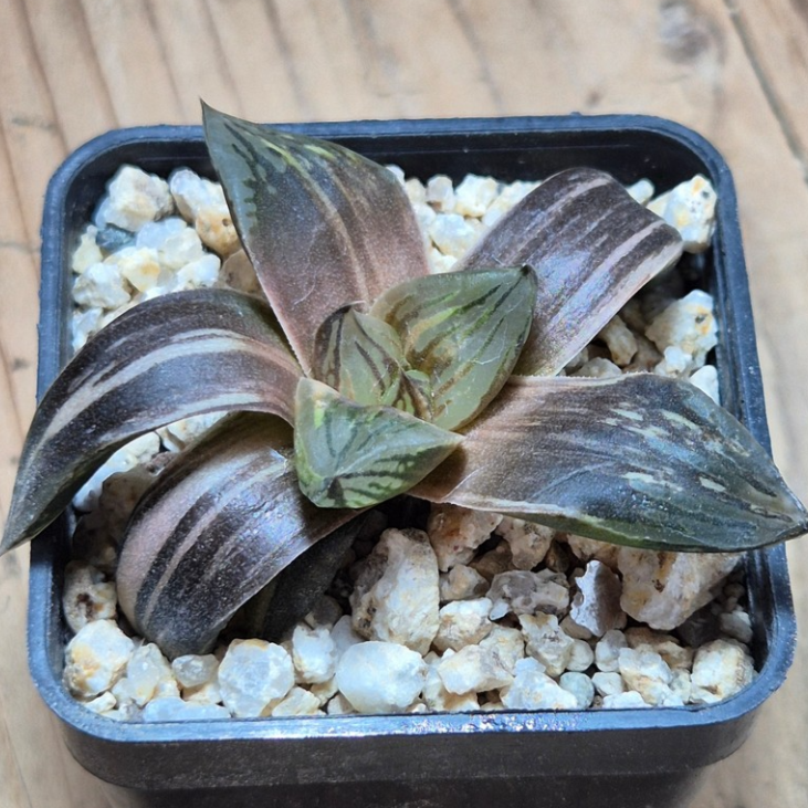 VVG38276 Haworthia obtusa hybrid f.variegata