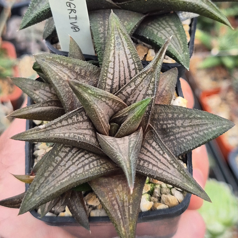 VVG38280 Haworthia ‘Sugriva’ cutting