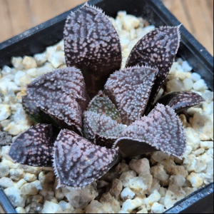 VVG39082 Haworthia ‘Kegazato’x picta -Japan- clon1