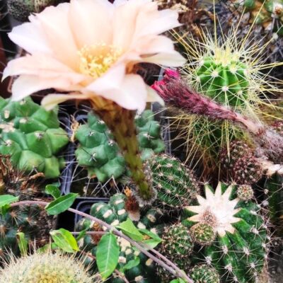 ECHINOPSIS HYBRID А-8 - ORANG -
