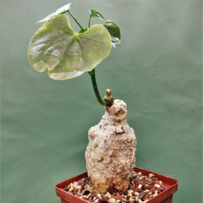 Adenia-epigea-Madagascar.   Редкость