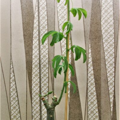 Adenia-glauca-2