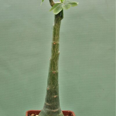 Adenia-glauca-3