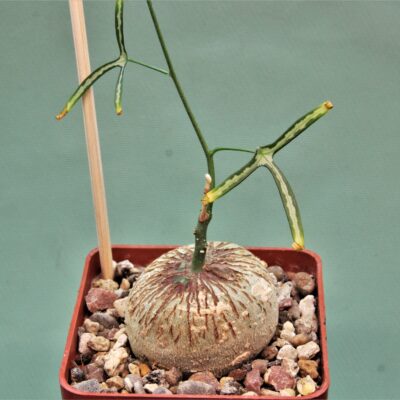 Adenia-kirkii-Arabuko-Sokoke-Kenya.