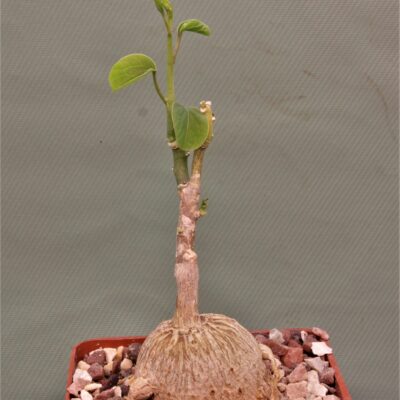 Adenia-lanceolata-Tanzania-2