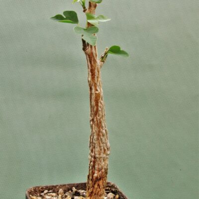 Adenia-olaboensis-1.Madagascar.