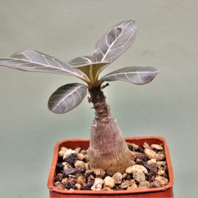 Adenium-socotranum-2