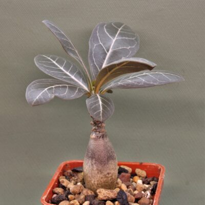 Adenium-socotranum-3