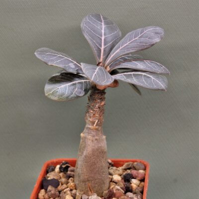 Adenium-socotranum-4