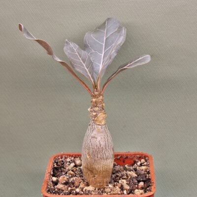 Adenium-socotranum-7