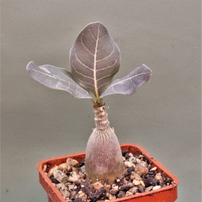 Adenium-socotranum-9