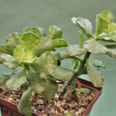 Adromischus-cristatus-v.-zeyheri-Baviaanskloof-South-Africa