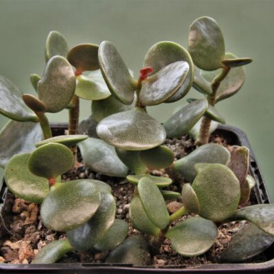Adromischus-hallii.-Rosh-Pinah-Namibia-1