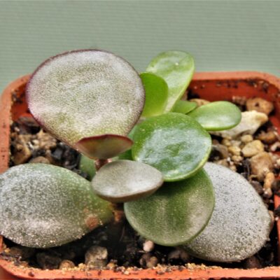 Adromischus-hallii.-Rosh-Pinah-Namibia-2