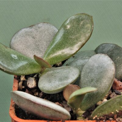 Adromischus-liebenbergi-Near-Vredendal-South-Africa-1