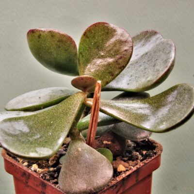 Adromischus-liebenbergi-Near-Vredendal-South-Africa-2