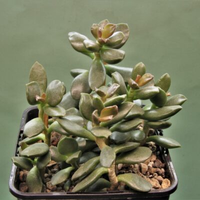 Adromischus-liebenbergi-Skitterykloof-South-Africa-1