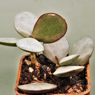 Adromischus-liebenbergi-Skitterykloof-South-Africa-2