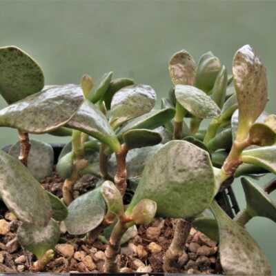 Adromischus-maculatus-1