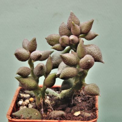 Adromischus-marianae-v.-alveolatus