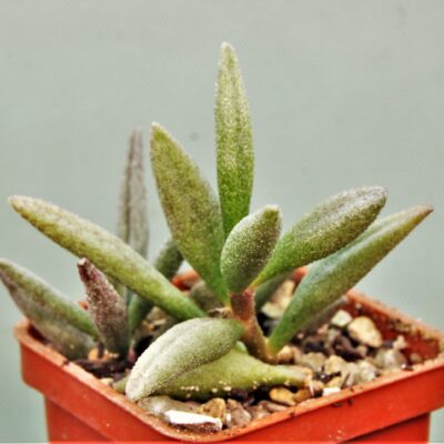 Adromischus-marianae-var.-kubusensis-2110