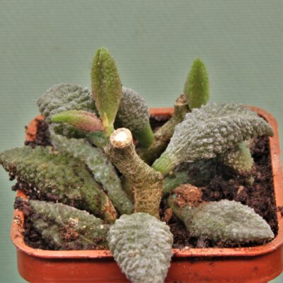 Adromischus-marianiae-Herrei-Kourkammaberg-1.