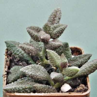 Adromischus-marianiae-Herrei-Kourkammaberg-2
