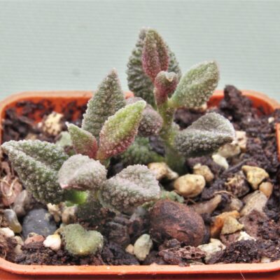 Adromischus-marianiae-Herrei-Kourkammaberg-3.