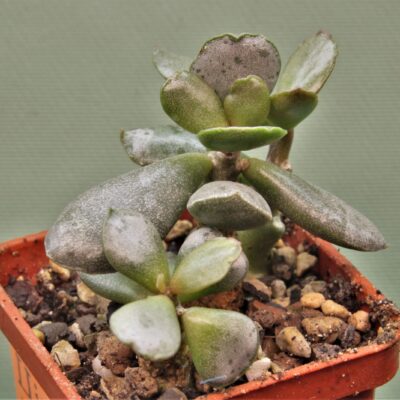 Adromischus-shuldianus-DT3803