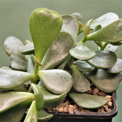 Adromischus-subviridis-CR1179-Bloukrans-Pass-Calvinia-South-Africa-2