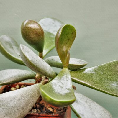 Adromischus-triflorus-Swartberg-2