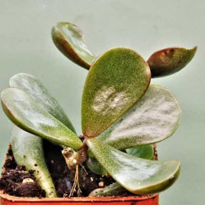 Adromischus-triflorus-Swartberg-3