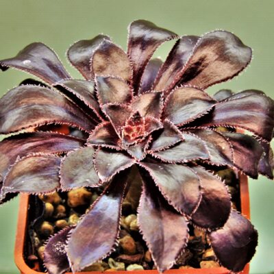 Aeonium-schwarzkopf