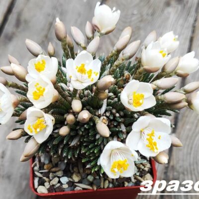 anacampseros alstonii - насіння, порція 25 шт