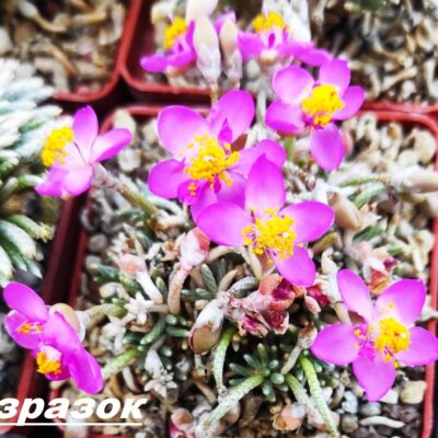 anacampseros alstonii v. rubriflora , насіння, порція 25 шт
