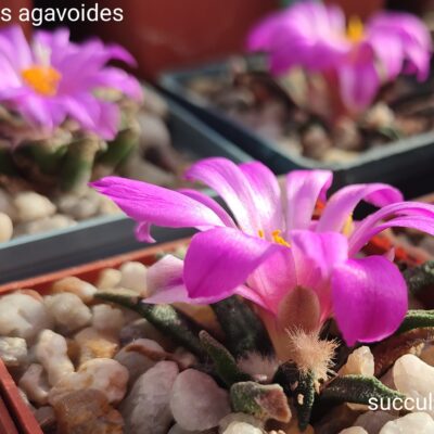 насіння ariocarpus agavoides  seeds