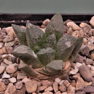 Ariocarpus-fissuratus-PP353-Cuatro-Cienegas-Coahuila