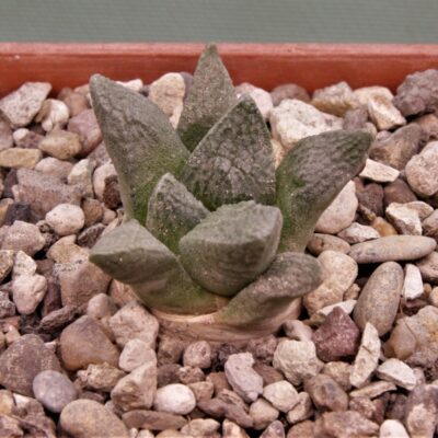 Ariocarpus-fissuratus-v.-lloydii-MMR4.3-Cerro-Bola-Coahuila
