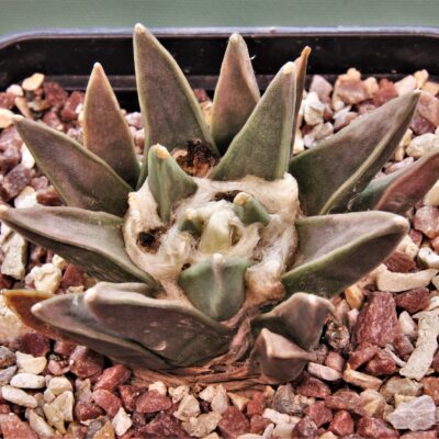Ariocarpus-retusus-1