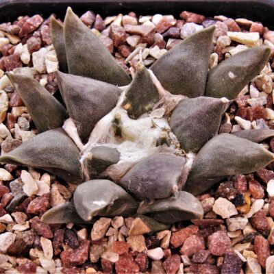 Ariocarpus-retusus-2
