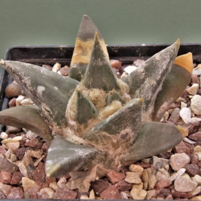 Ariocarpus-retusus-3