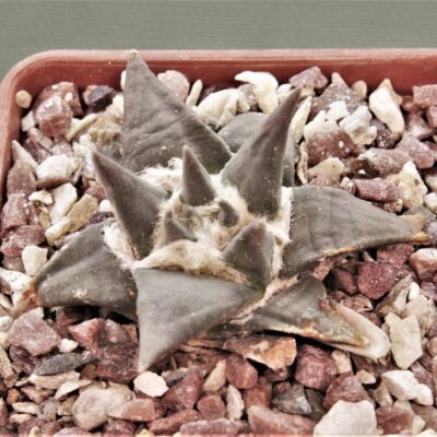 Ariocarpus-trigonus.Garcia-Valdes