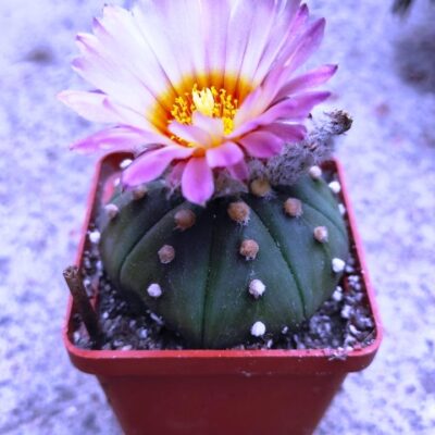 ASTROPHYTUM ASTERIAS F. RUBRIFLORUM