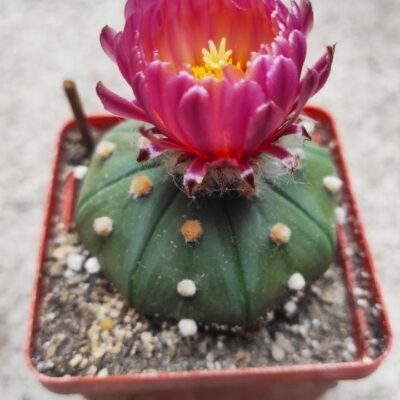 ASTROPHYTUM ASTERIAS F. RUBRIFLORUM