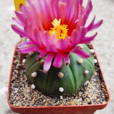 ASTROPHYTUM ASTERIAS F. RUBRIFLORUM