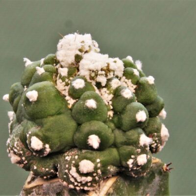 Astrophytum-asterias-Kikko-roseoflorum-P5