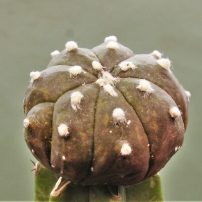 Astrophytum-asterias-v.-nudum-f.violet-R1.